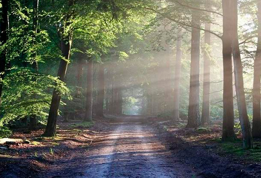 bosque-soledad-cenizas